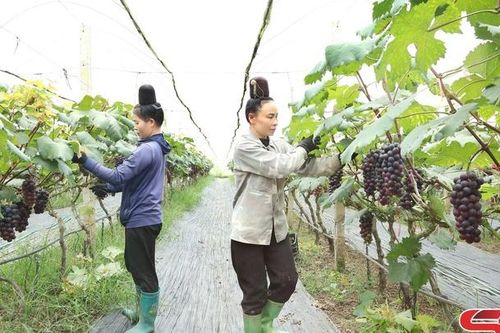 Cây nho hạ đen ở Thành phố