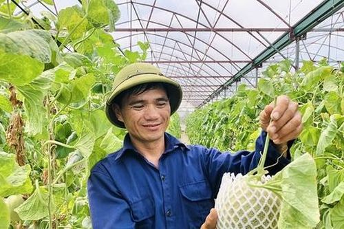 Dưa lưới công nghệ cao làm giàu cho người dân Hà Tĩnh