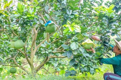 Đòn bẩy thoát nghèo bền vững ở Trần Văn Thời