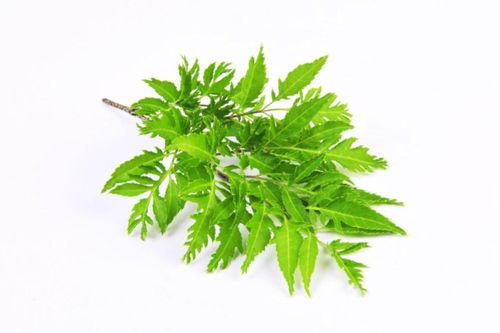 Có nên uống nước lá đinh lăng mỗi ngày?