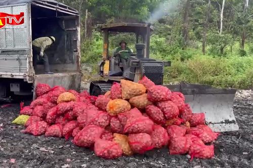 Cảnh giác với hàu, ngao không rõ nguồn gốc tuồn vào nội địa