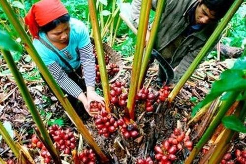 Đánh thức tiềm năng 'trời cho' của dược liệu Tây Bắc