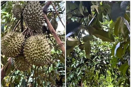 Bên trong vườn trái cây rộng thênh thang của Hoài Linh