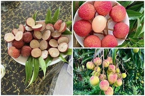 3 loại vải đắt nhất Việt Nam, có tiền chưa chắc mua được
