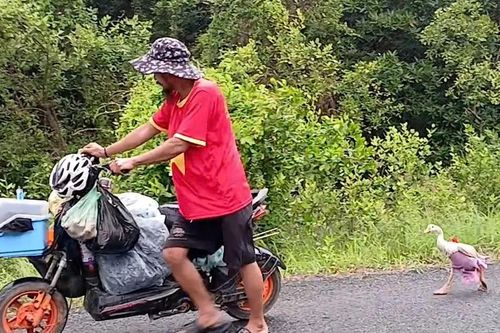 Chú ngỗng cực khôn cùng chủ đi bộ xuyên Việt, được trả ngàn đô cũng không bán