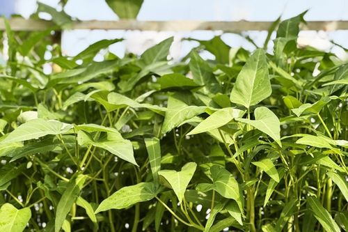 Điều gì xảy ra với cơ thể khi bạn ăn rau muống mỗi ngày?