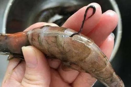 Ăn tôm có cần bỏ 'chỉ đen' trên lưng, nhiều người vẫn làm sai