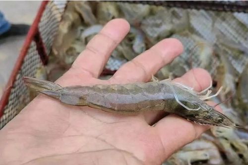 Trung Quốc nuôi thành công thủy hải sản giữa sa mạc bằng nước biển nhân tạo