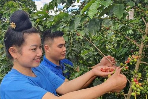 Kiến tạo giá trị nông sản Tây Bắc: Từ sản xuất thông minh đến 'quốc bảo' dưới tán rừng