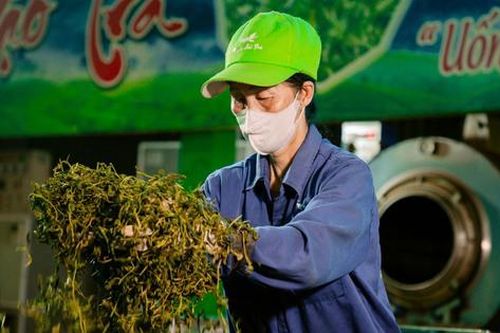 Thái Nguyên: Thí điểm chương trình phát triển vùng nguyên liệu chè bền vững La Bằng