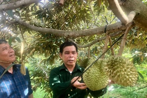 Cựu chiến binh giúp nhau làm kinh tế giỏi