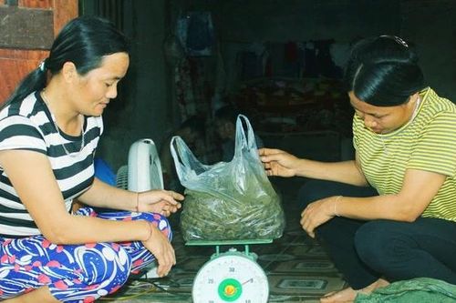 Ốc đá - Lộc rừng thức giấc