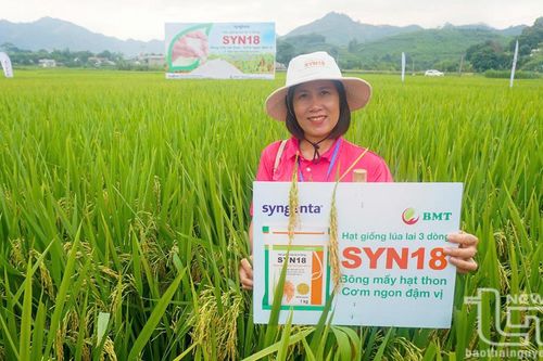 Phát huy thế mạnh nông, lâm nghiệp của tỉnh mới