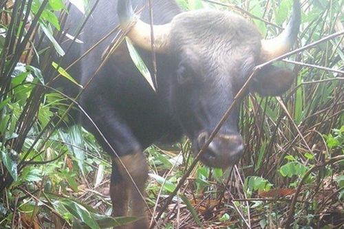 Con vật 'đen sì' nằm trong sách đỏ ở Quảng Ngãi mới có gì đặc biệt?