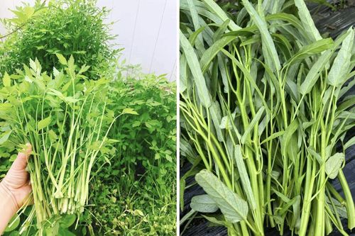 Chuyên gia cảnh báo những loại rau là 'ổ sán', không nên ăn sống