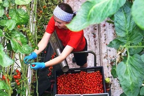 Italia sẽ cấp thêm gần nửa triệu thị thực lao động cho người ngoài EU