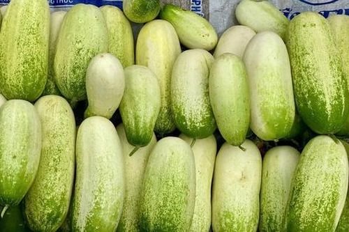 Loại dưa chuột 'khủng' cả kg/quả, đặc sản vùng Tây Bắc được chị em thi nhau săn đón