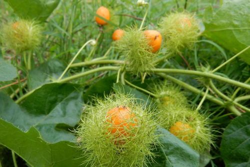 5 vị thuốc giúp ngủ ngon trong ngày hè oi ả