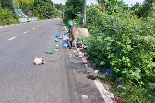 Cỏ cây dại 'gặm' đường ĐT601…!