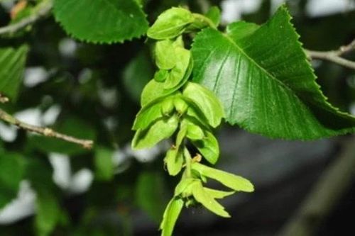 Cây cổ đại Trung Quốc từng tuyệt chủng, sống sót ngoạn mục