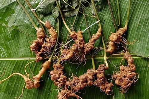 Sâm Lai Châu – 'Báu vật' giữa đại ngàn và giấc mơ thương hiệu quốc gia