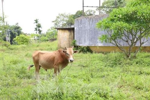 Lý do một nửa danh thắng cồn Dã Viên bỏ hoang, thành nơi chăn bò