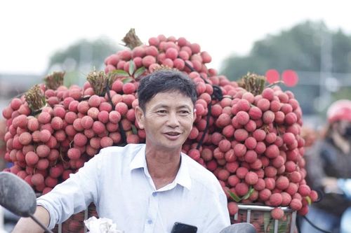 Vải thiều Bắc Ninh vào khu công nghiệp, doanh nghiệp FDI đăng ký mua tới tấp