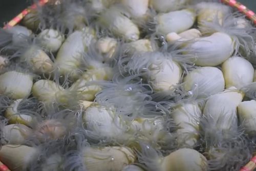 Sinh vật lạ ở vùng biển miền Trung mọc râu tua tủa, om củ chuối rất ngon, giòn
