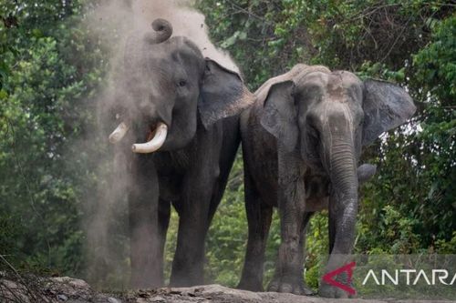 Indonesia: Cấp thẻ căn cước cho voi để nâng cao ý thức bảo tồn