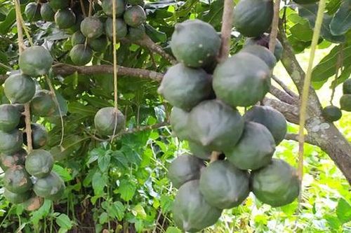 Loại hạt đắt đỏ bậc nhất thế giới, ở Việt Nam trồng bạt ngàn