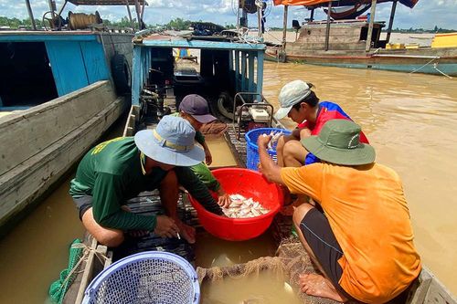 Rộn ràng mùa nước son