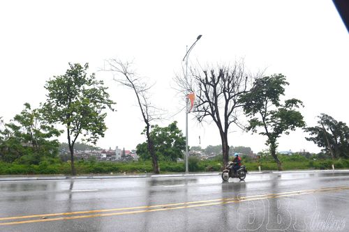 Cần giữ gìn cây hoa ban trên đường Phạm Văn Đồng