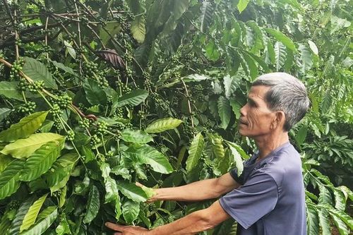 Thủ lĩnh của làng