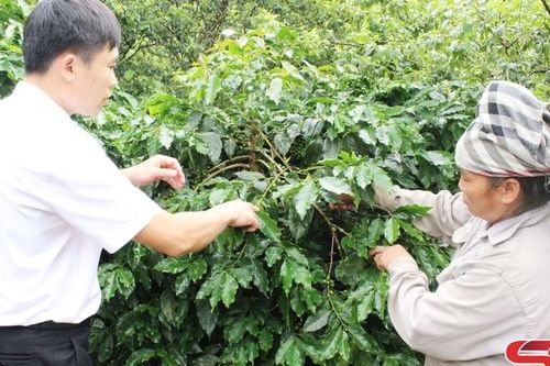 Muổi Nọi chuyển đổi cơ cấu cây trồng, vật nuôi