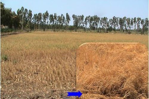 Làm thế nào để cải thiện sức khỏe đất tại Đồng bằng sông Cửu Long