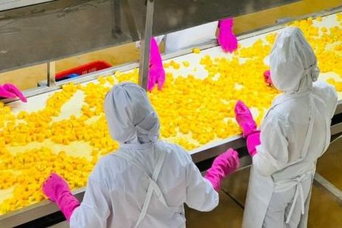 Khánh thành dây chuyền đồ hộp giấy rau quả lớn nhất miền Bắc