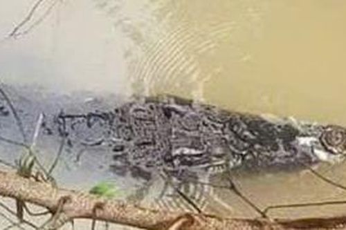 Phát hiện cá sấu nổi trên sông Lò Gạch, xã Vĩnh Hưng