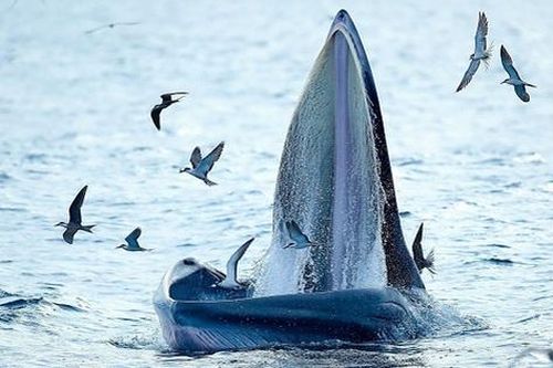 Cá voi xuất hiện ở vùng biển Gia Lai, Đăk Lăk là loài đặc biệt quý hiếm