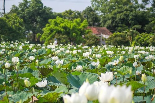 Về ven đô ngắm sen mùa Hạ
