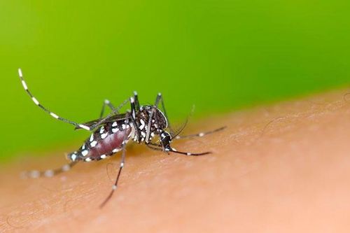 4 sự thật bất ngờ về bệnh sốt xuất huyết