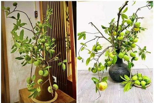 Vừa đến mùa, cành quả thị đã 'gây sốt' chợ mạng