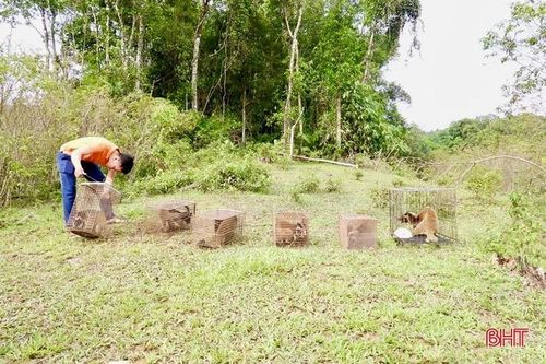 6 cá thể động vật được thả về VQG Vũ Quang quý hiếm cỡ nào?
