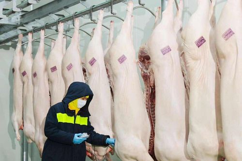 Vụ C.P. Việt Nam: Cán bộ đóng dấu sai quy trình vào heo bệnh bị kỷ luật
