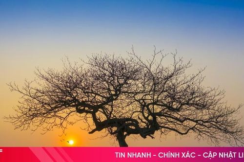Podcast tản văn: Tình quê trong món rau lang