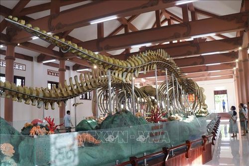 Hai bộ 'ngọc cốt' cá Ông ở Lý Sơn vừa được Trao bằng xác lập Kỷ lục lớn nhất Việt Nam
