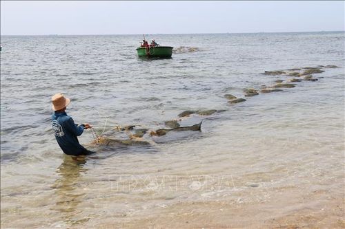 Ngư dân được mùa hái 'lộc biển' rong mơ