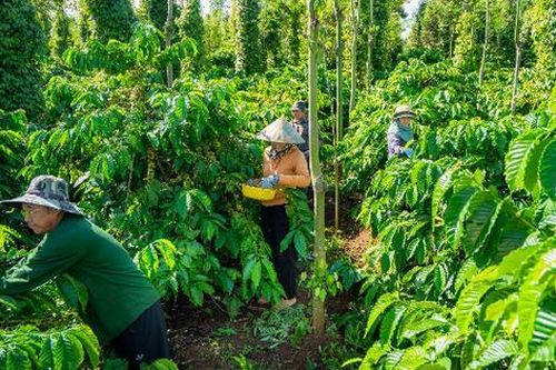 Phát động cuộc thi 'Giải pháp đổi mới sáng tạo thích ứng với biến đổi khí hậu cho ngành cà phê'