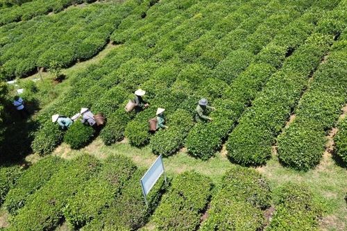 Hồi sinh vùng chè xanh, động lực phát triển mô hình kinh tế bền vững