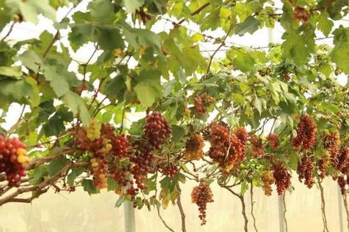 Chuyển giao nhiều mô hình sản xuất phù hợp vùng đất khô hạn