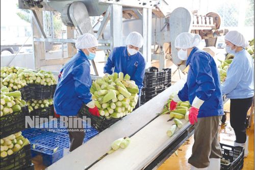 Nông nghiệp đón vận hội mới